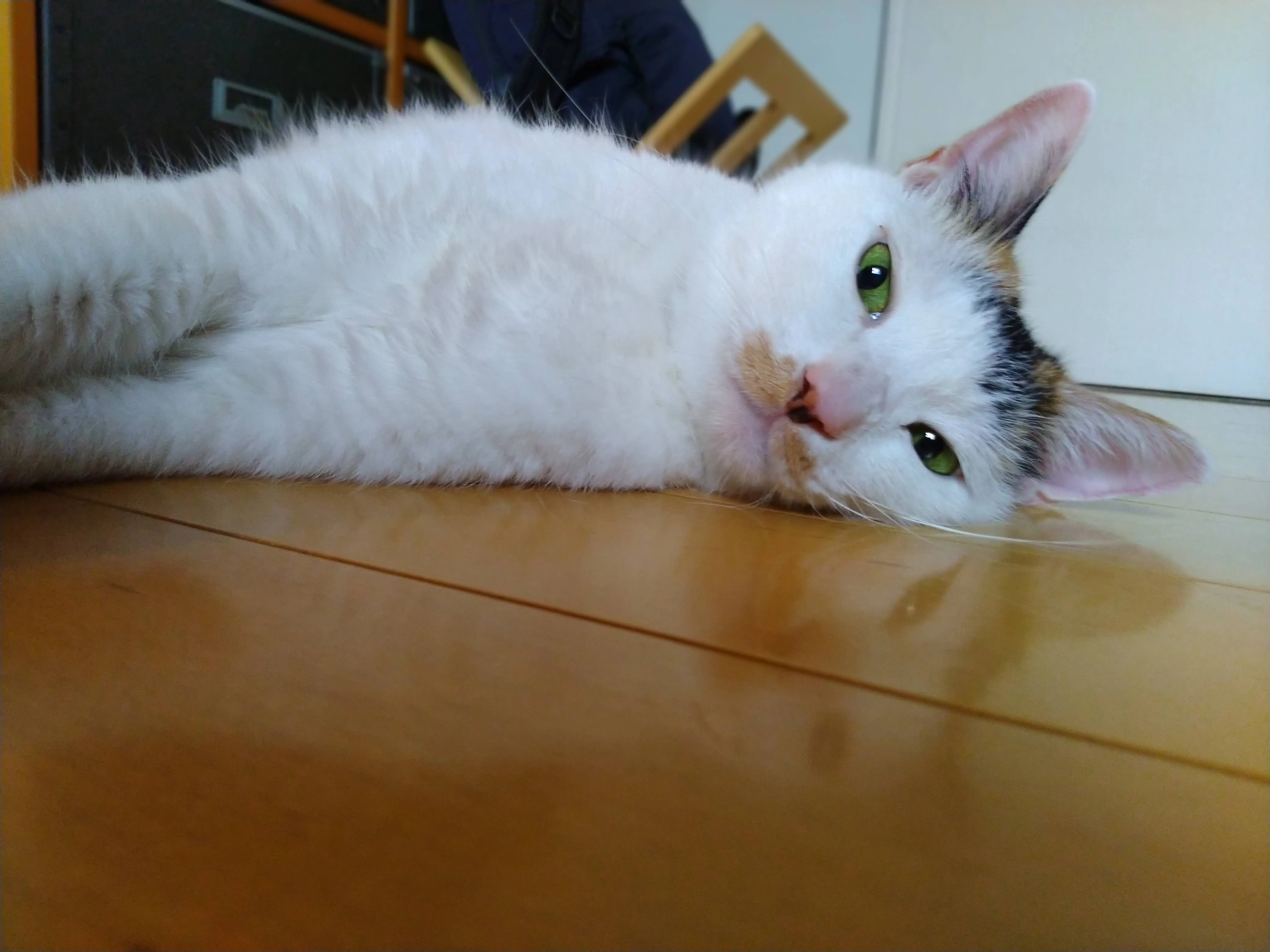 逆さ富士のように反射したりん